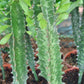 Euphorbia ingens (Naboom/Candelabra Tree)