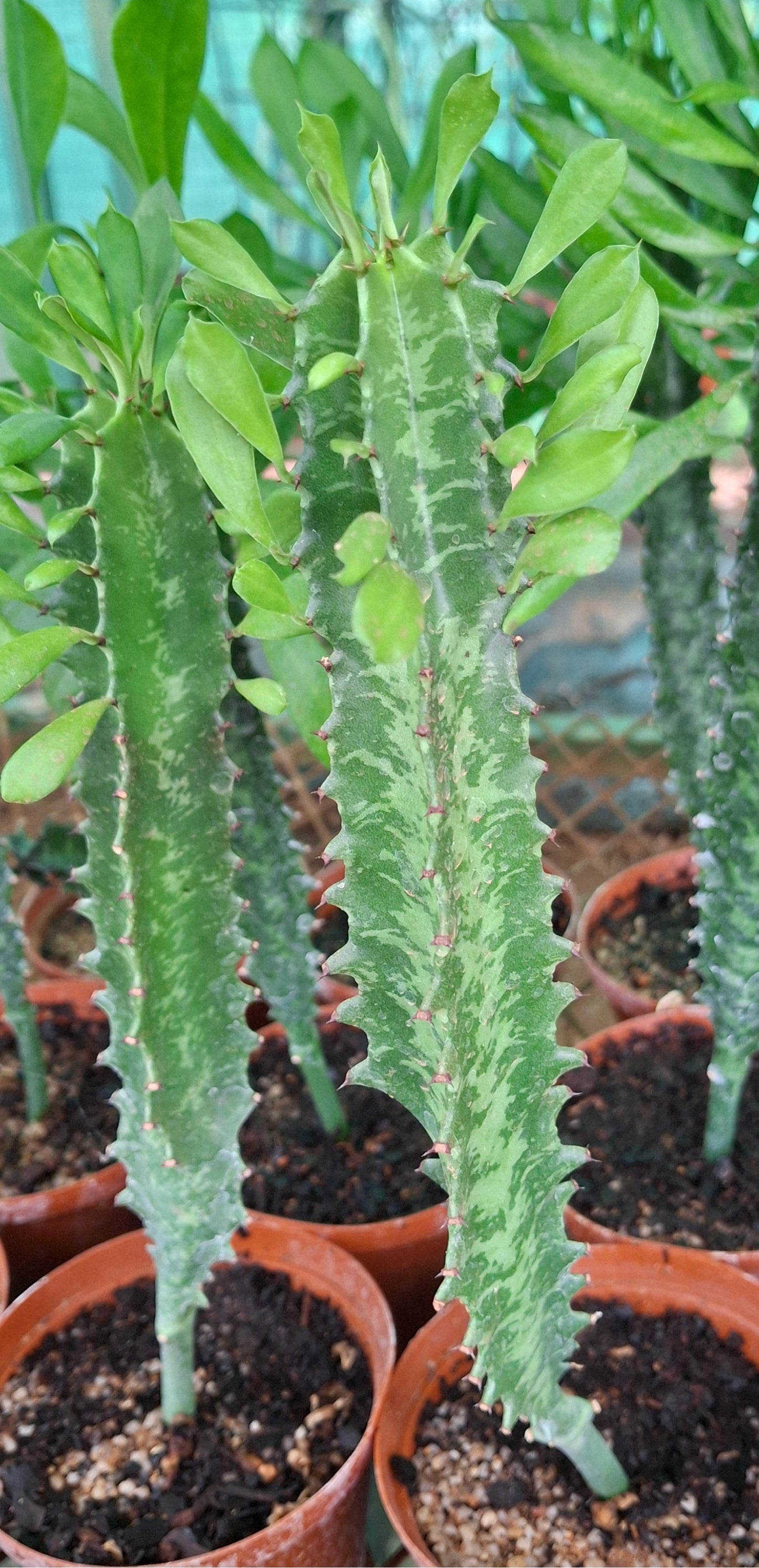 Euphorbia ingens (Naboom/Candelabra Tree)