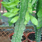 Euphorbia ingens (Naboom/Candelabra Tree)