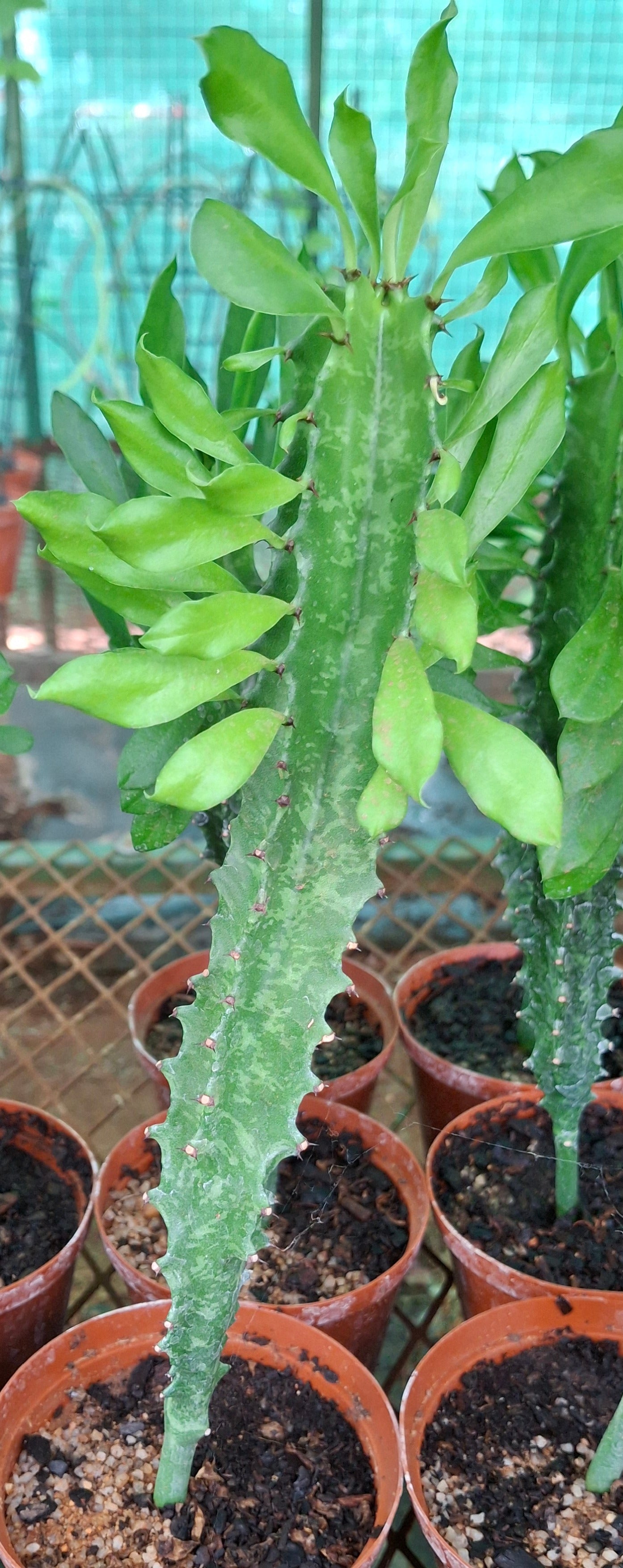 Euphorbia ingens (Naboom/Candelabra Tree)