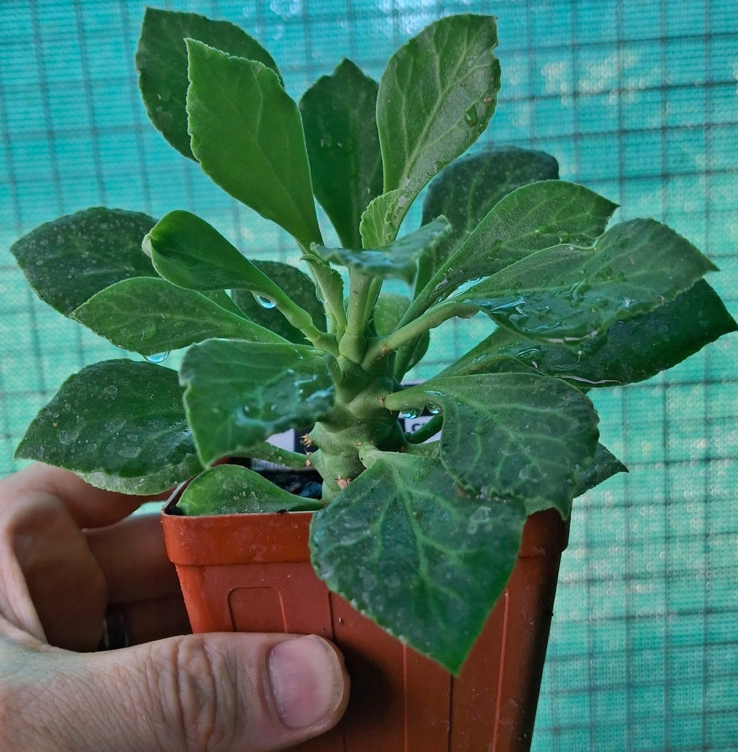 Monadenium schubei