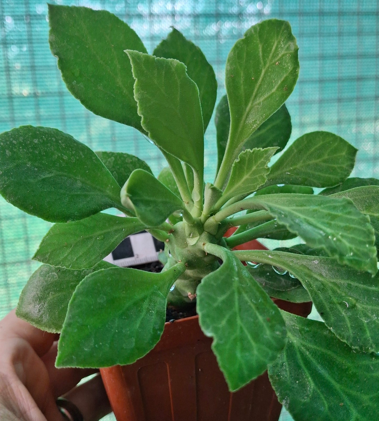 Monadenium schubei