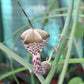 Ceropegia haygarthii