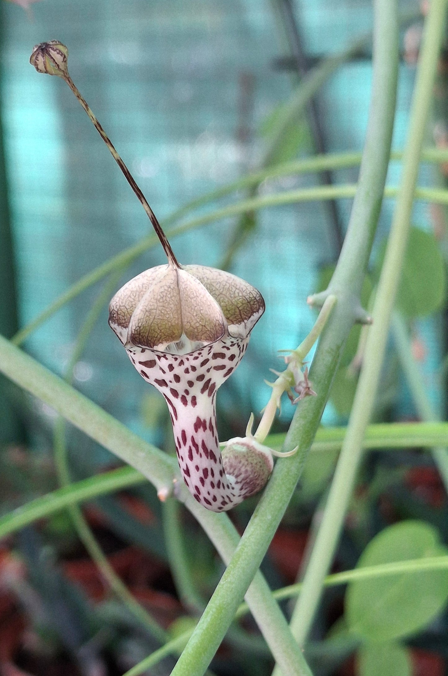 Ceropegia haygarthii