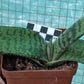 Gasteria excelsa (Regal Oxtongue)