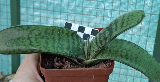 Gasteria excelsa (Regal Oxtongue)