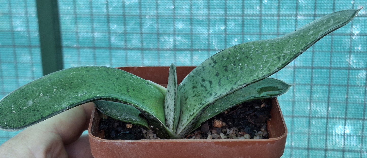 Gasteria excelsa (Regal Oxtongue)
