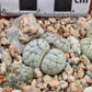 Lithops werneri (C188) Usakos