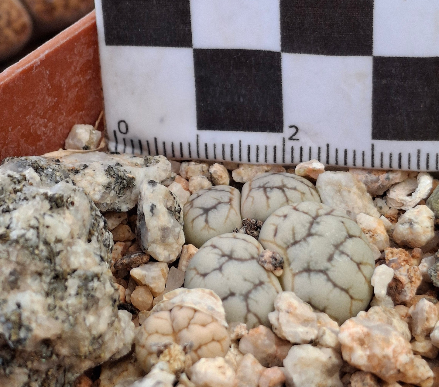 Lithops werneri (C188) Usakos