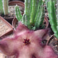 Stapelia hirsuta var. hirsuta (Hairy Form)