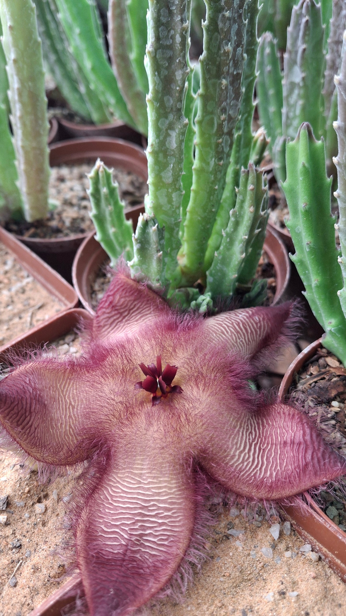 Stapelia hirsuta var. hirsuta (Hairy Form)