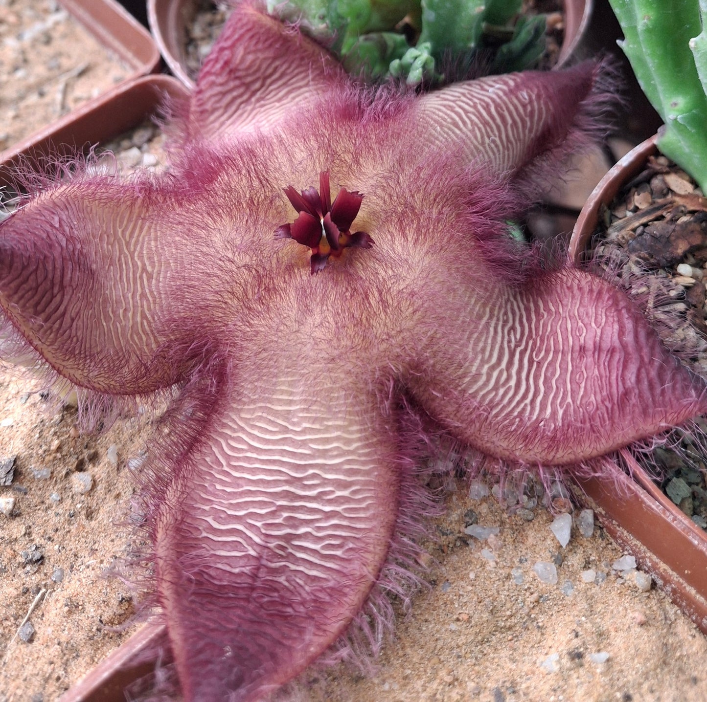 Stapelia hirsuta var. hirsuta (Hairy Form)