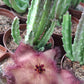 Stapelia hirsuta var. hirsuta (Hairy Form)