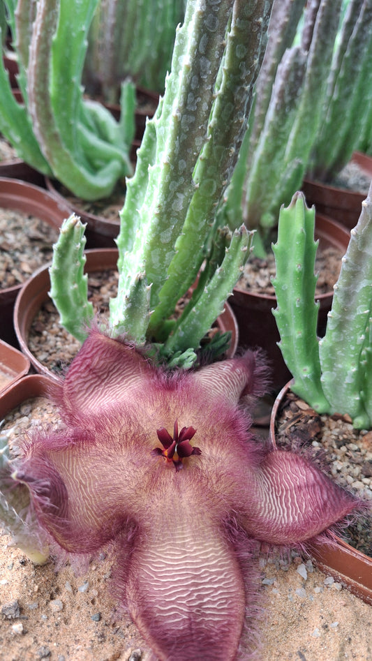 Stapelia hirsuta var. hirsuta (Hairy Form)