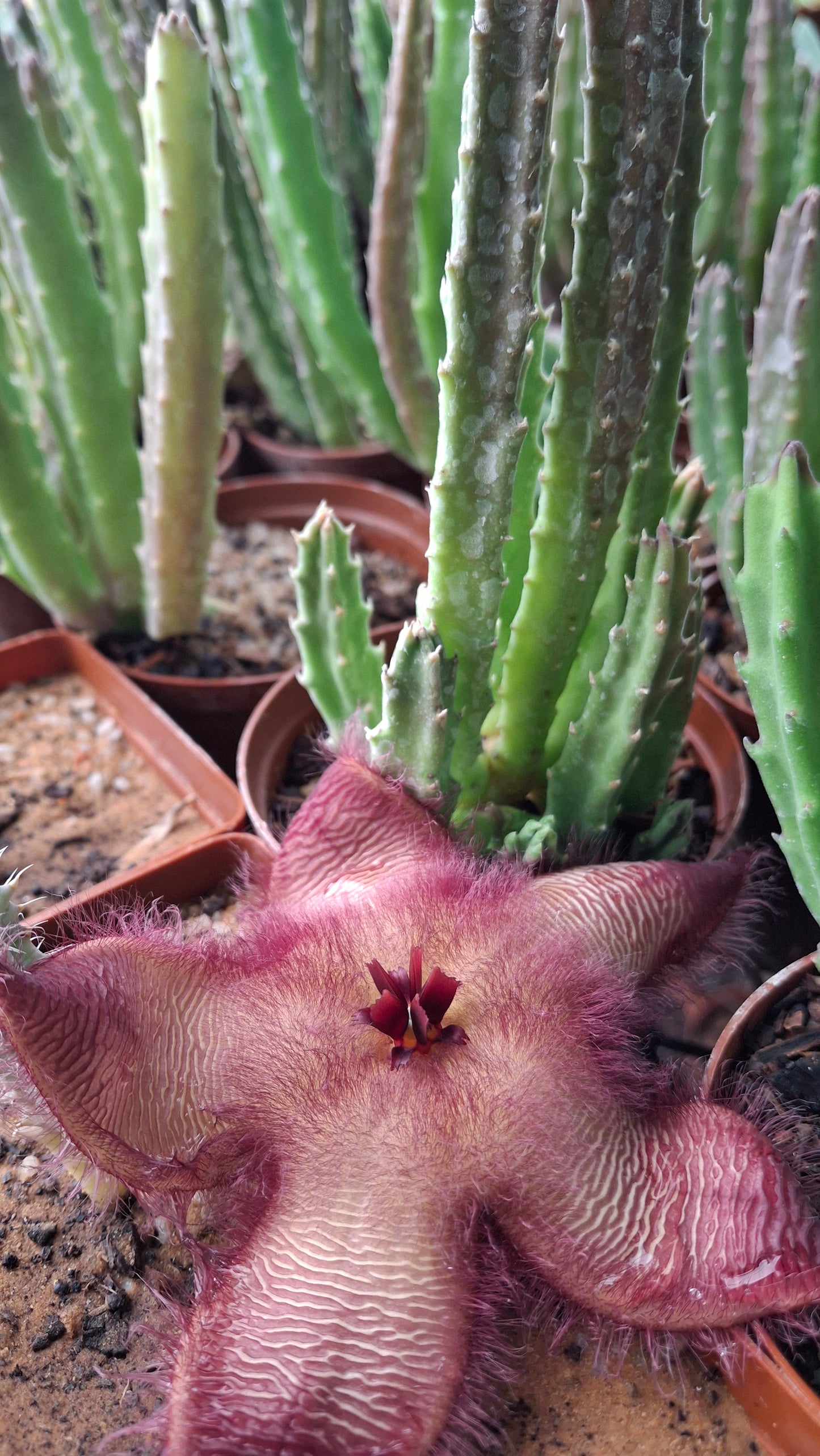 Stapelia hirsuta var. hirsuta (Hairy Form)