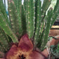 Stapelia hirsuta var. hirsuta (Hairy Form)