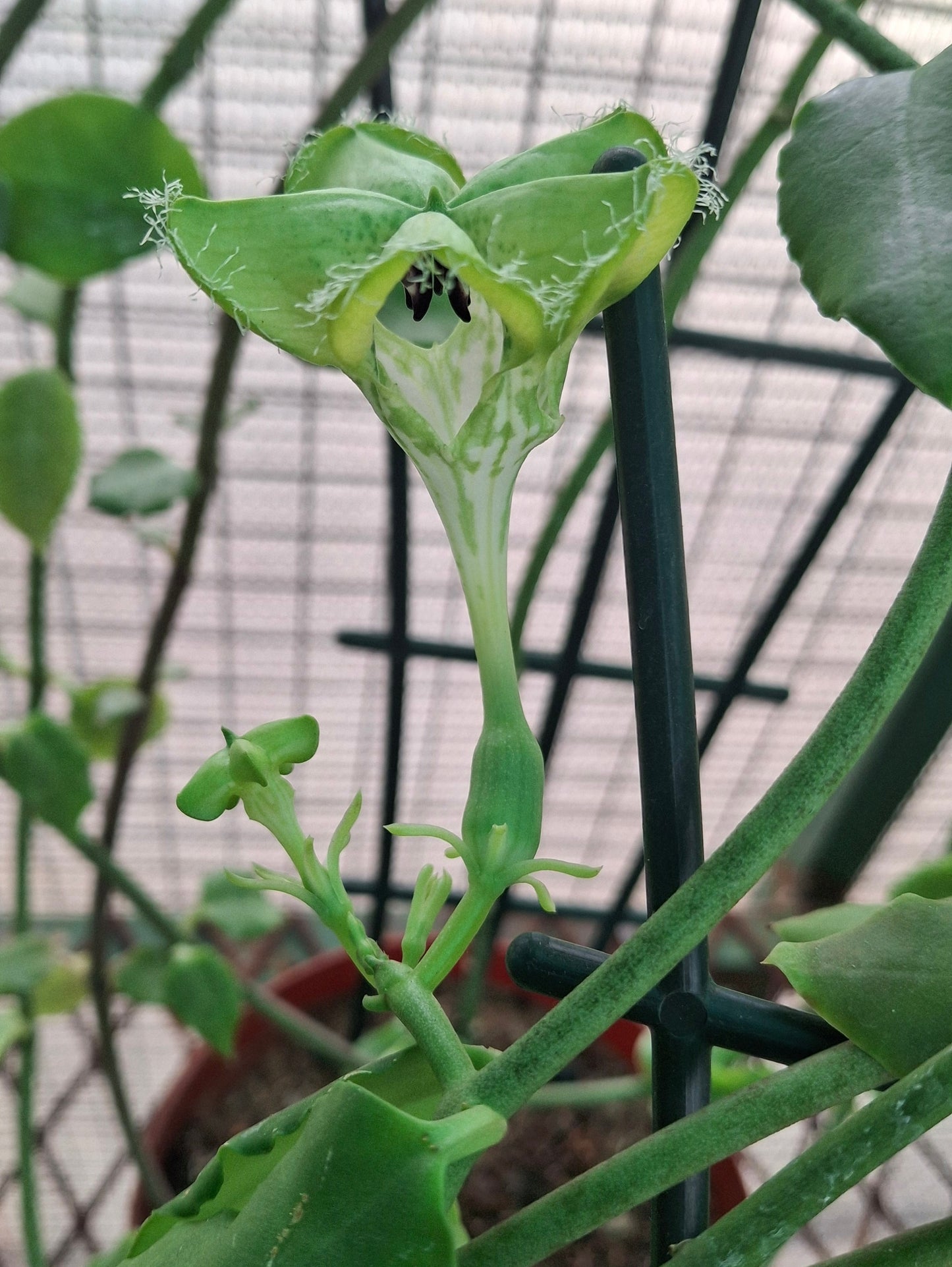 Ceropegia sandersonii