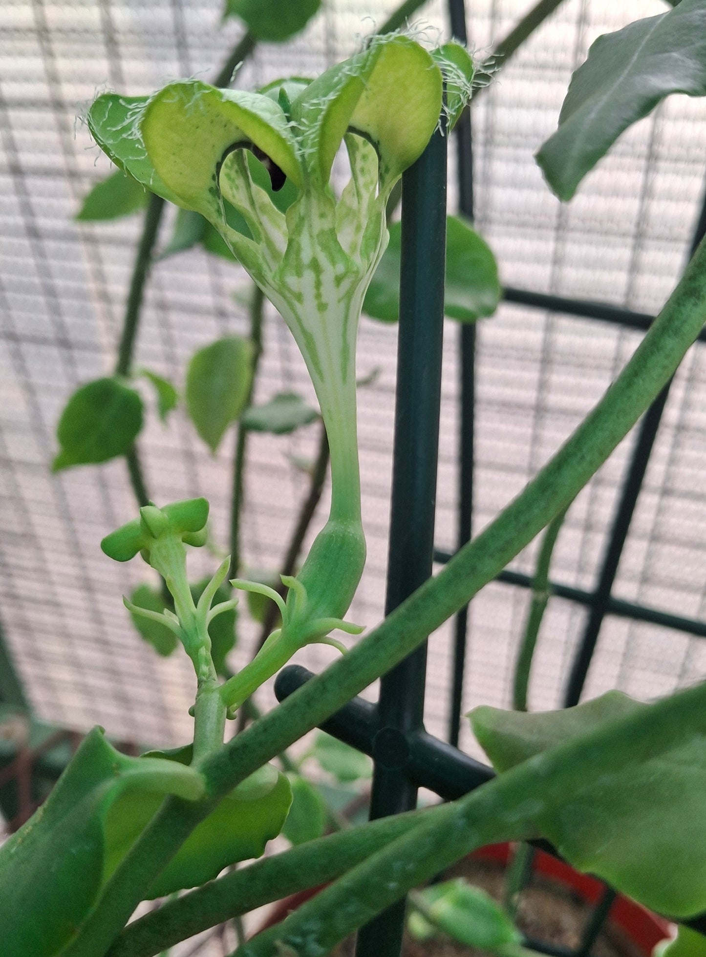 Ceropegia sandersonii