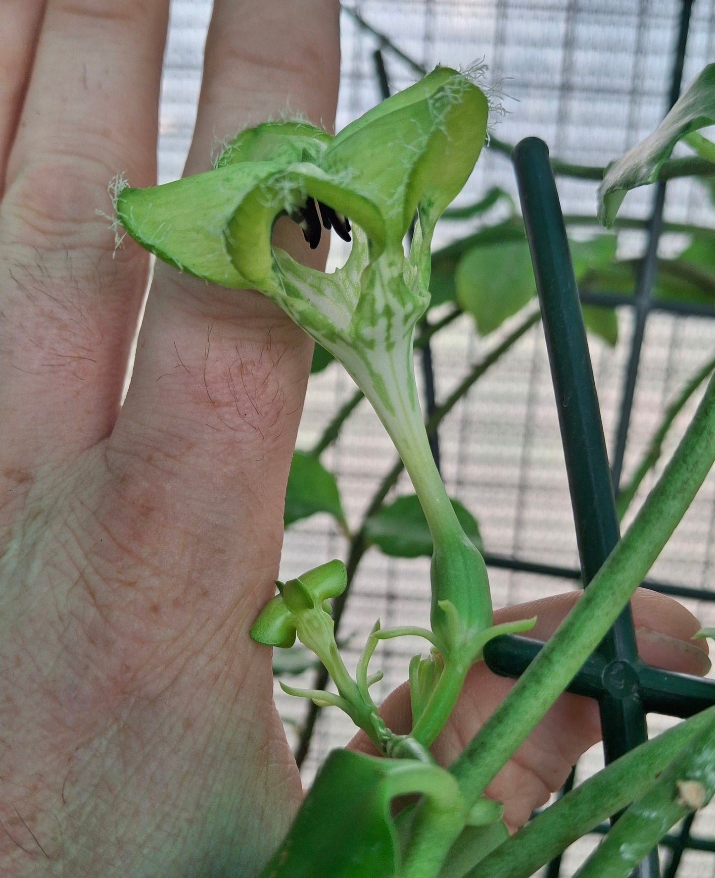 Ceropegia sandersonii