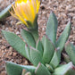 Prepodesma orpenii (Postmasburg)