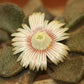 Aloinopsis rosulata (Beaufort West)