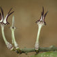 Ceropegia stapeliiformis subsp. stapeliiformis (Slangkambroo - Snake Creeper)