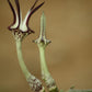 Ceropegia stapeliiformis subsp. stapeliiformis (Slangkambroo - Snake Creeper)