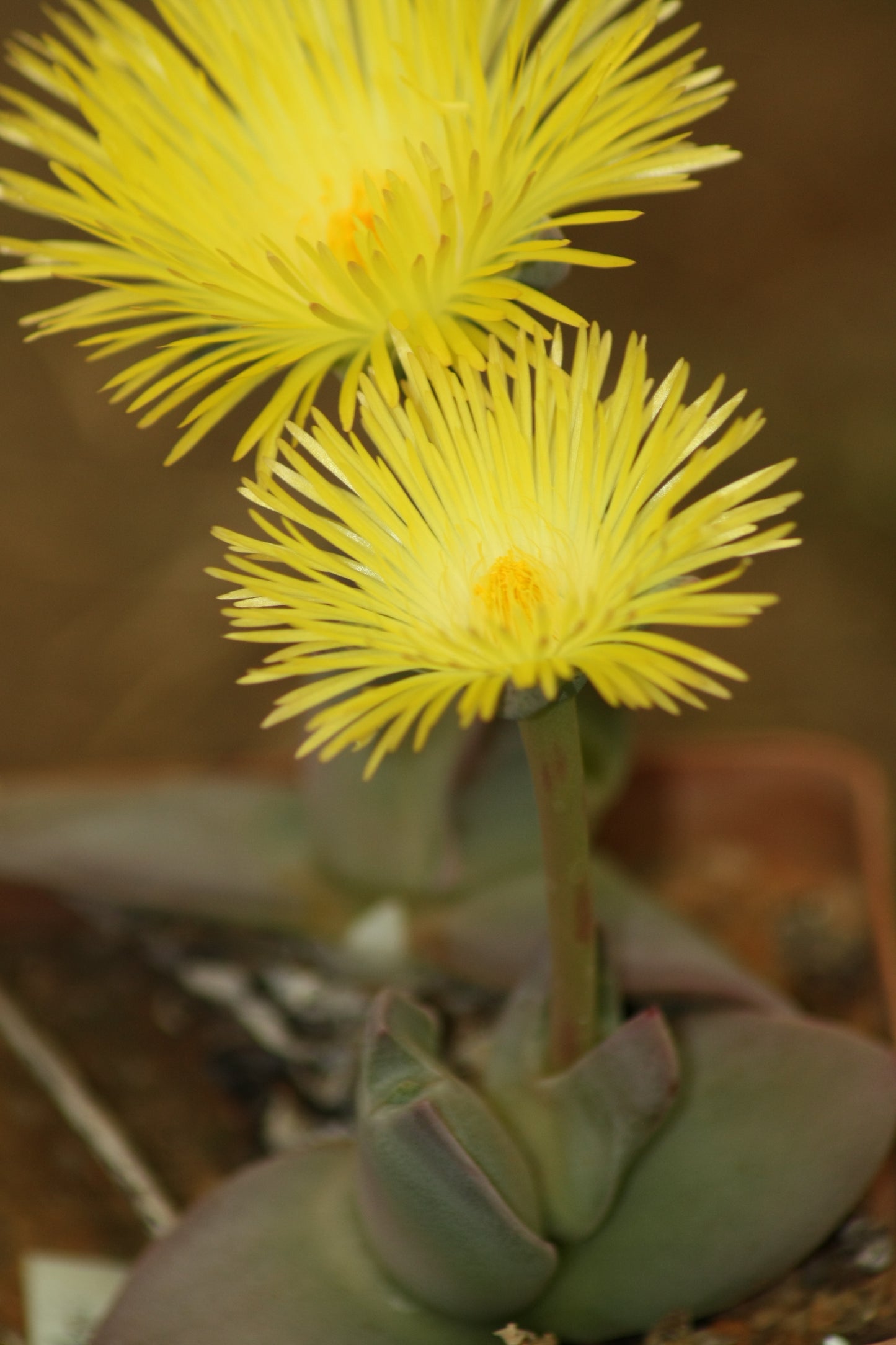 Cheiridopsis peculiaris (Steinkopf)