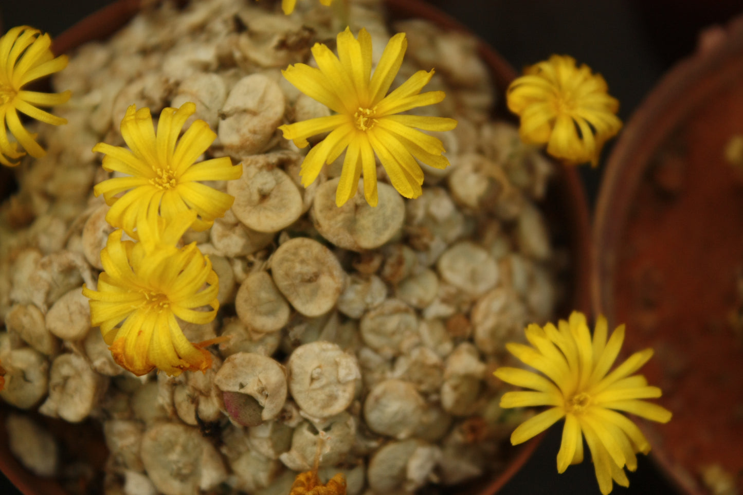 Conophytum auriflorum subsp. turbiniforme (Spektakel Pass)