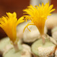 Conophytum flavum subsp. flavum