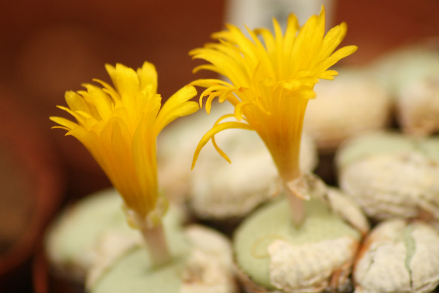 Conophytum flavum subsp. flavum