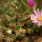 Conophytum marginatum subsp. haramoepense (Short lobed form)