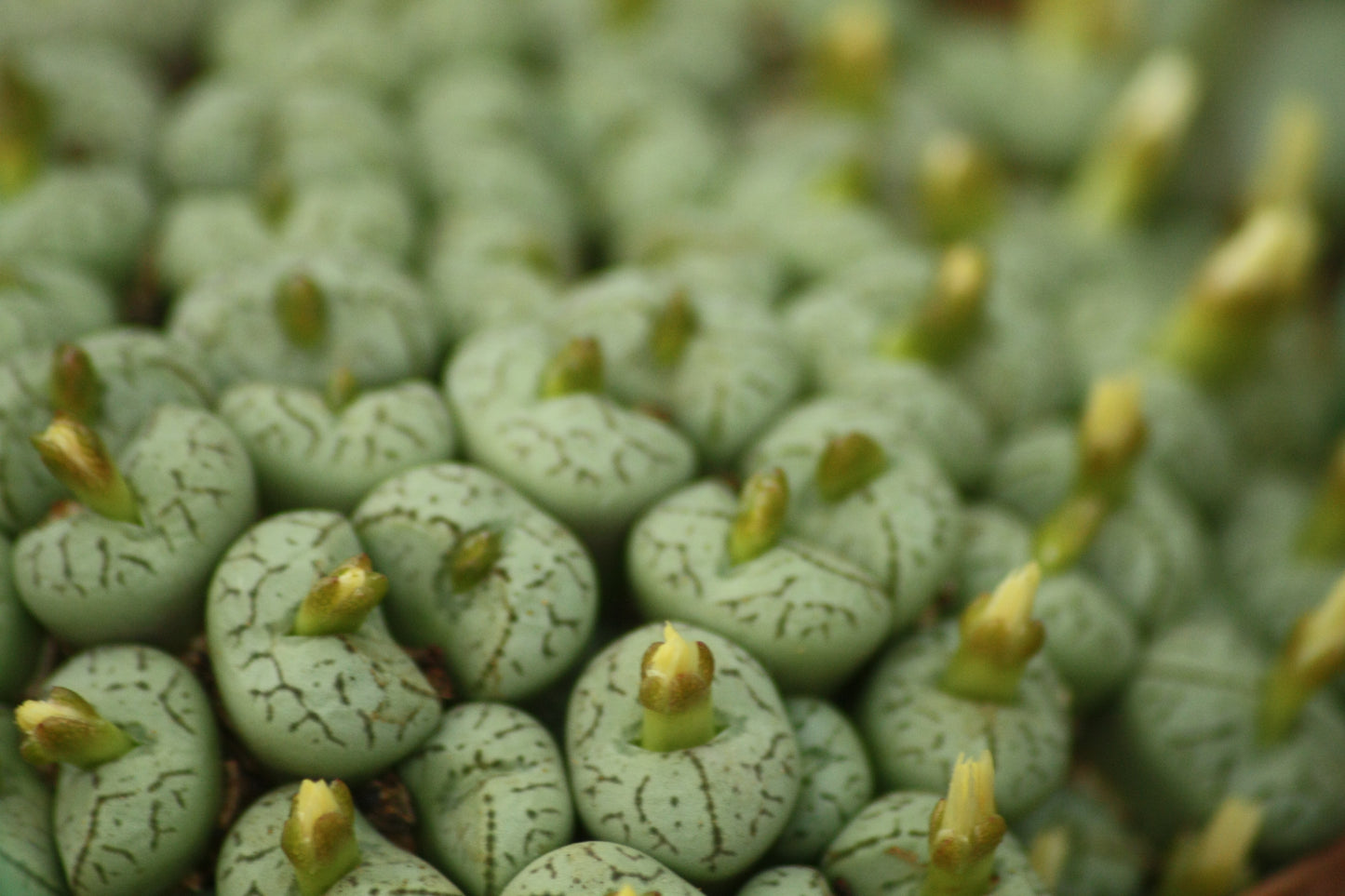 Conophytum minimum (Painted Button)