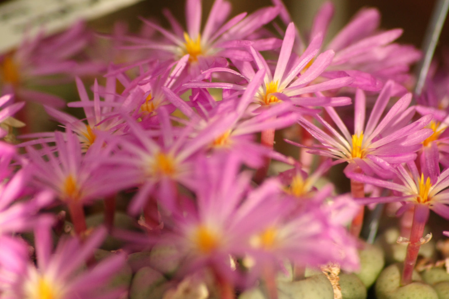 Conophytum minutum var. minutum