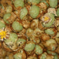 Conophytum saxetanum