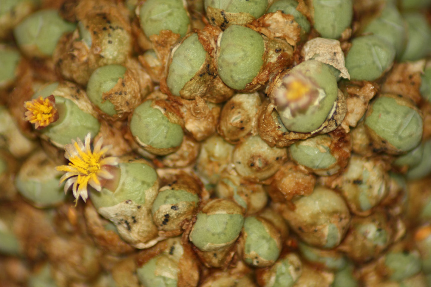 Conophytum saxetanum