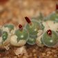 Conophytum stephanii subsp. helmutii