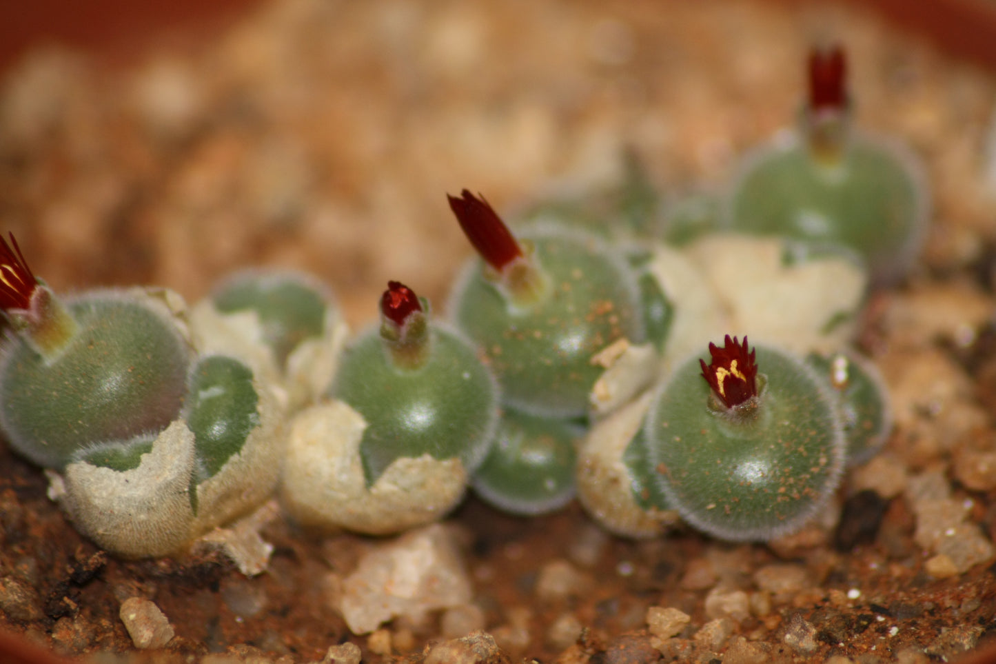 Conophytum stephanii subsp. helmutii