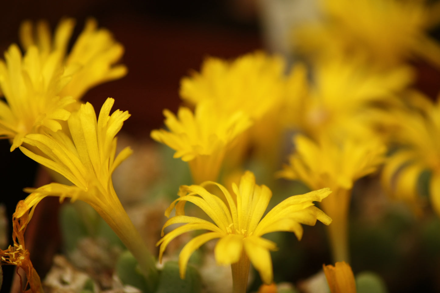 Conophytum tantillum subsp. inexpectatum (Umdaus)