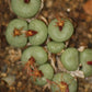 Conophytum truncatum var. truncatum