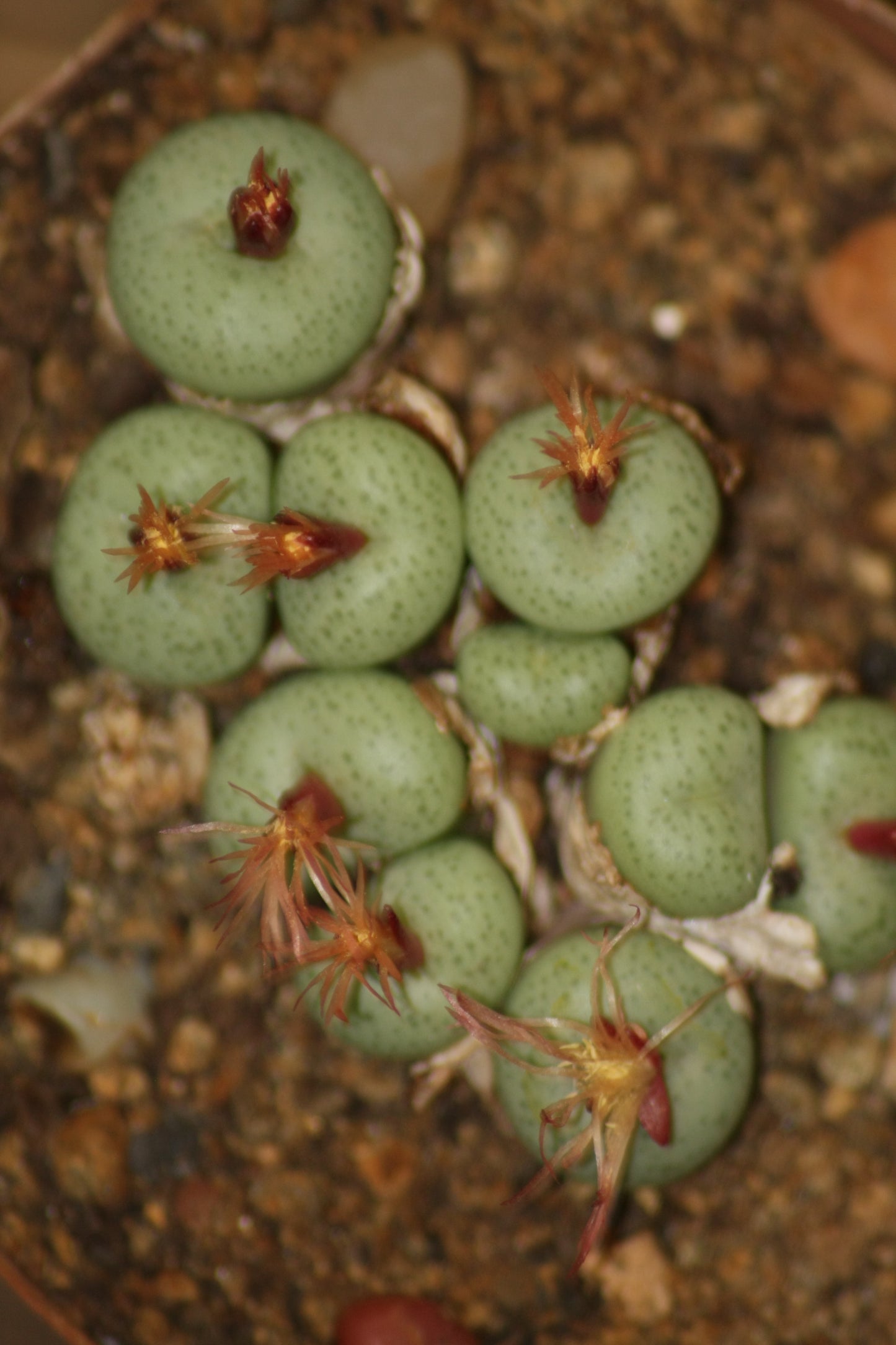 Conophytum truncatum var. truncatum