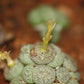 Conophytum truncatum subsp. truncatum (Large form - Calitzdorp)