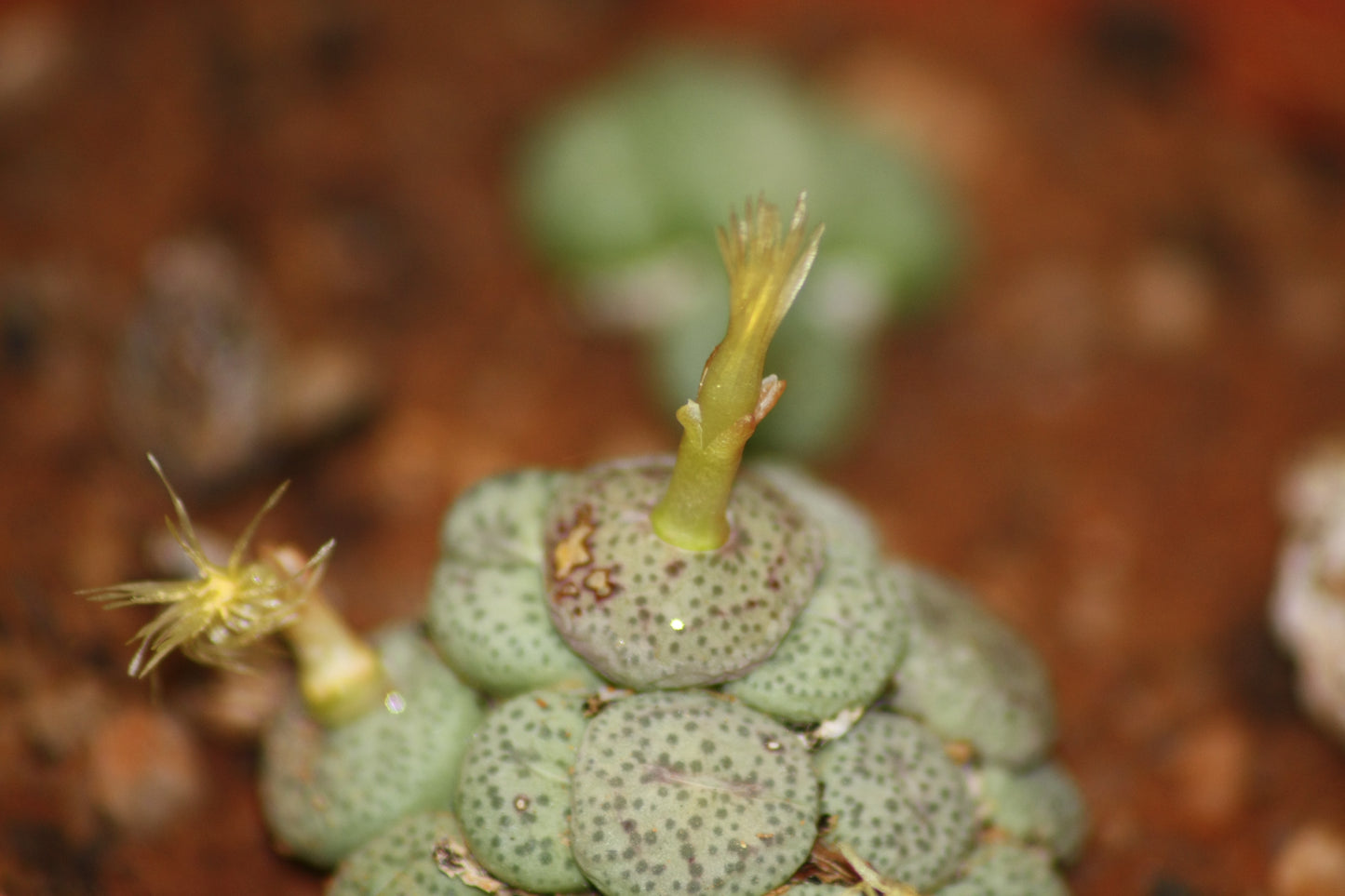 Conophytum truncatum subsp. truncatum (Large form - Calitzdorp)