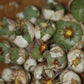 Conophytum truncatum subsp. viridicatum