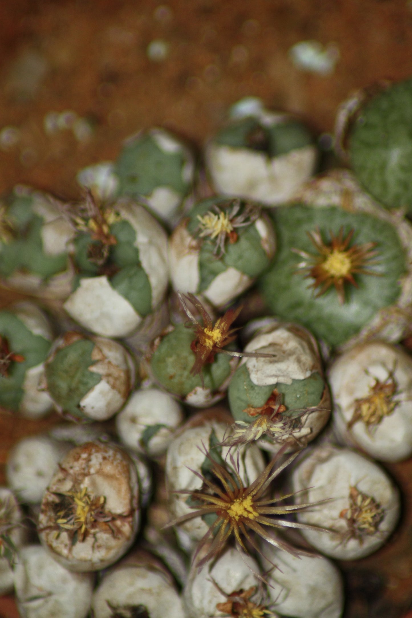 Conophytum truncatum subsp. viridicatum