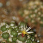 Conophytum uviforme subsp. subincanum (Vanrhynsdorp)