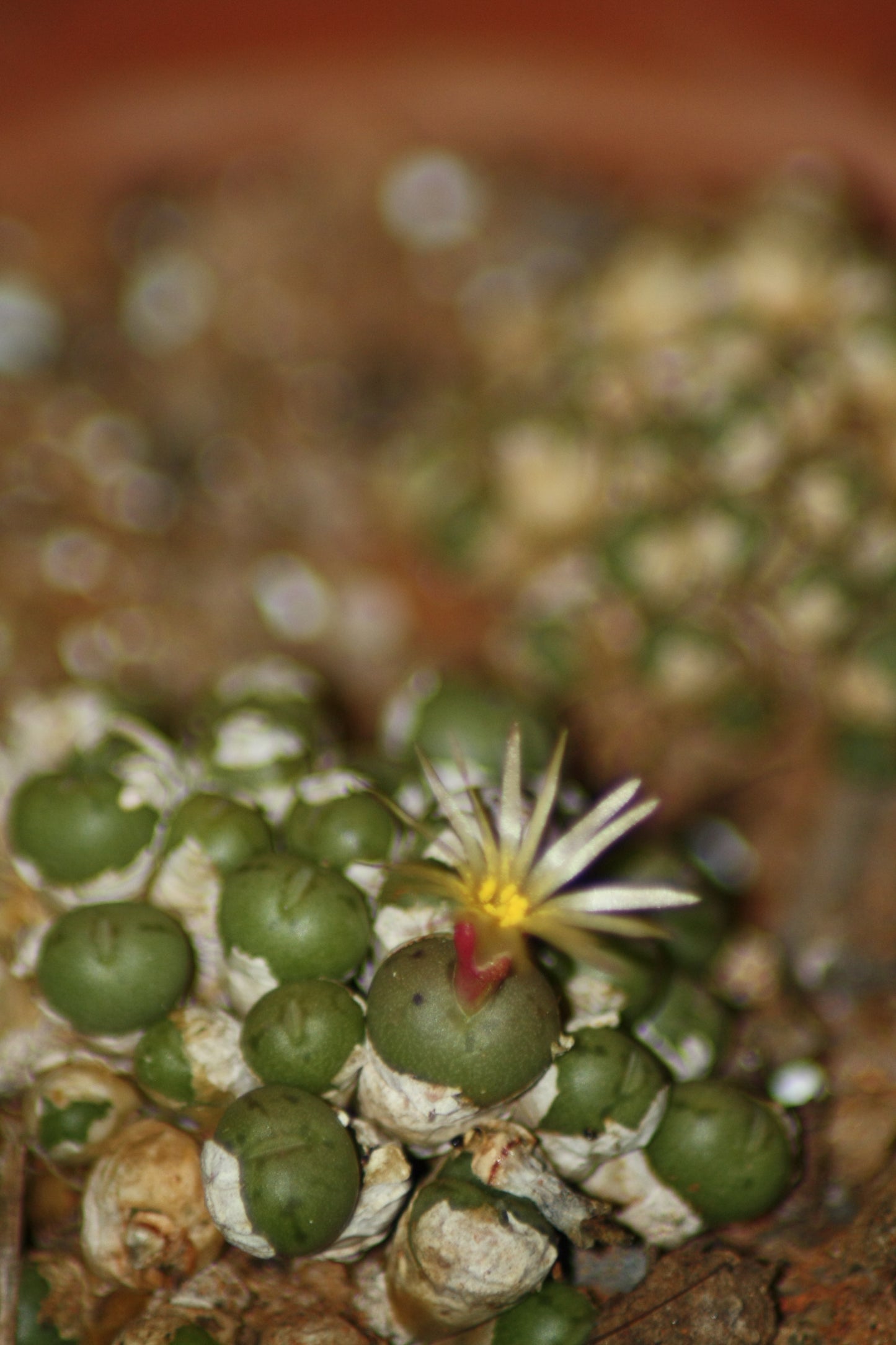 Conophytum uviforme subsp. subincanum (Vanrhynsdorp)