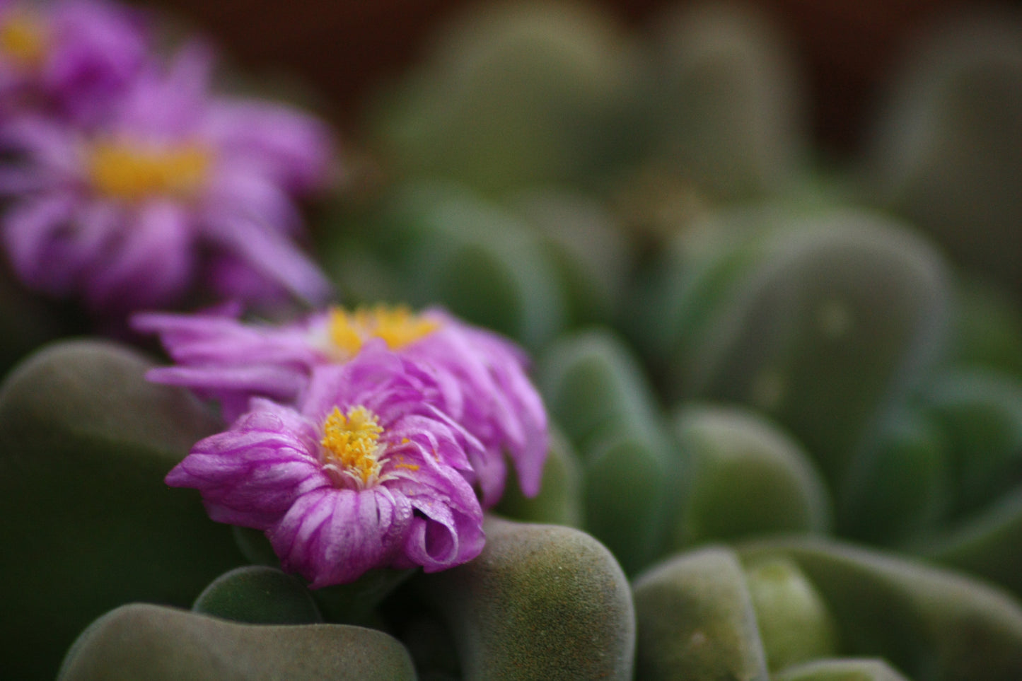 Gibbaeum dispar