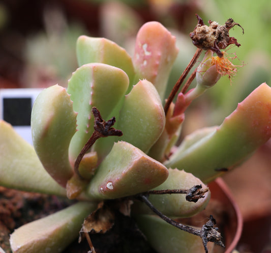 Carruanthus peersii