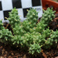 Euphorbia clavaroides (Lionspoor, Vingerpol)